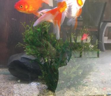 Lalitpur Bed & Breakfast | Lasa Kusa Homestay