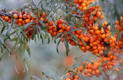 Vecpiebalgas Other | Lauku namiņš - Country cottage