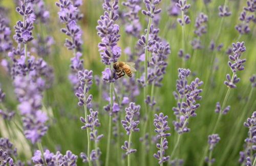 Cazes-Mondenard Bed & Breakfast | Le Bouyssou