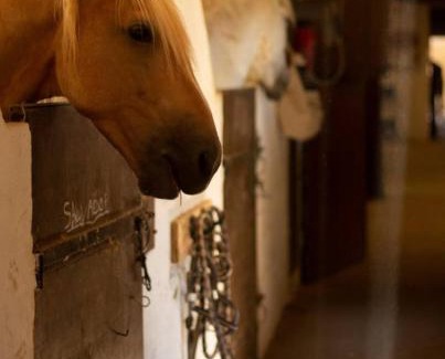 Bouillargues Apartment | Le Bureau du Haras, Bouillargues