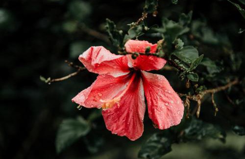 Sainte-Anne House | Le Jardin de La Tortue Verte