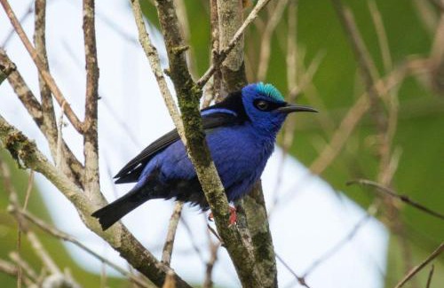 Trinidad Cabin | Leatherback Lodge Eco B&B
