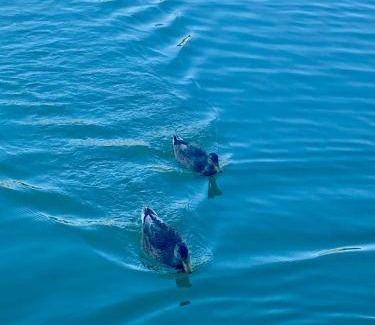 Villefranche-de-Lauragais House | Les gites du tilleul