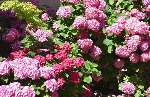 Riquewihr Apartment | Les Hortensias