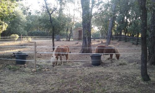 Flassans-sur-Issole House | LES PAPILLONS