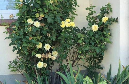 Grunhof Apartment | Liebevoll Eingerichtete Ferienwohnung in Elbnähe