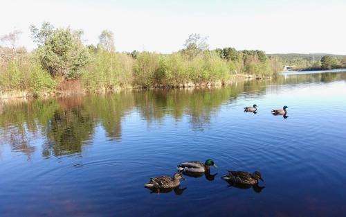 Boat of Garten House | Loch Cottage