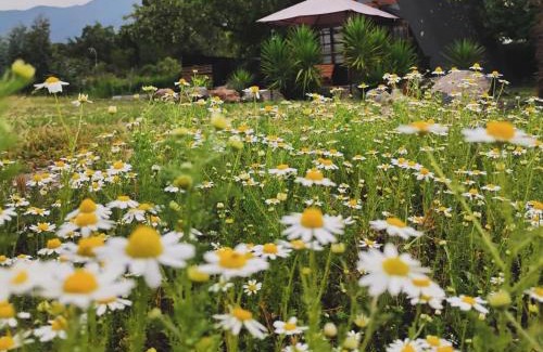 Hijuelas Apartment | Lodge Rincon Nativo