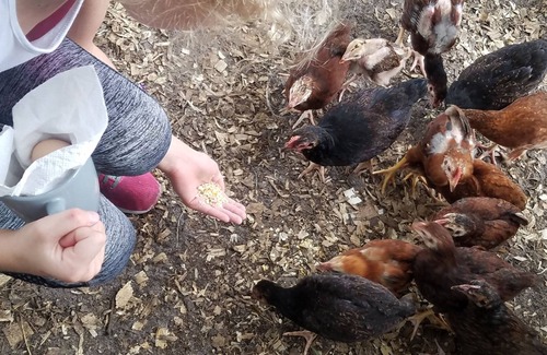 Okeechobee Cabin | Log Cabin Surrounded by Nature