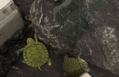 Si Sunthon Villa | Luxury Pool Villa with Maid - 5 minutes from Boat Avenue