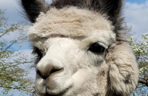 Plattenburg Apartment | Märchenhaft urlauben auf dem Alpakahof