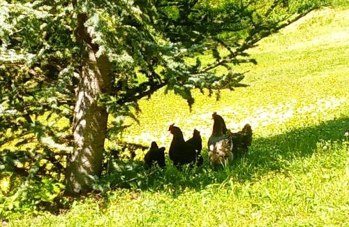 Theize Bed & Breakfast | Maison d'Hotes du Vert Vallon