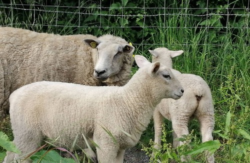 Arrest House | Maison Jeanne 🌞 quiet in an old farmhouse