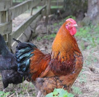 Kylanlahti Hotel | Majatalo Veikeä Vuohi