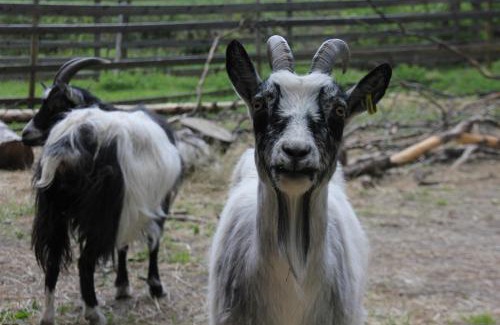 Kylanlahti Hotel | Majatalo Veikeä Vuohi