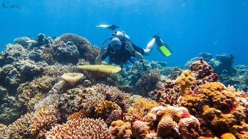 Moyo Resort | Maleo Moyo Hotel & Dive Resort