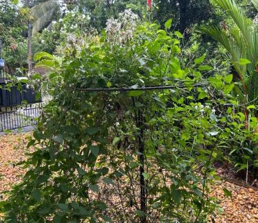 Edapalli House | Mango Tree villa by Zoliva