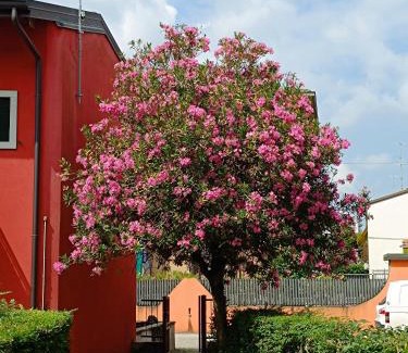 Borgo Roma Apartment | Marco Apartment Bilocale Verona Ospedale Borgo Roma e Fiera