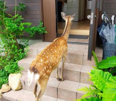 Nara House | Mini inn Nara- - - 英語予約限定