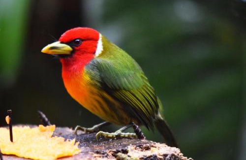 Paramo Cabin | Mirador Valle del General