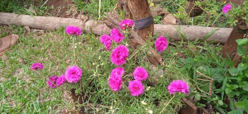 Paraguay House | Mirta A Srl