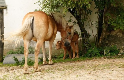 Grafenschlag Apartment | Modern, bright vacation apartment on a farm