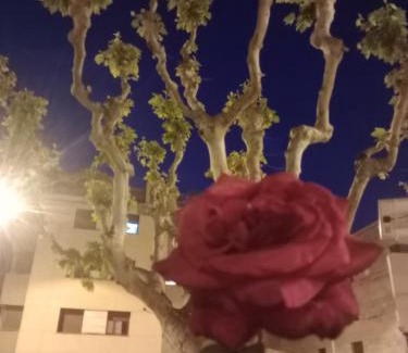 Tremp Apartment | Monroser