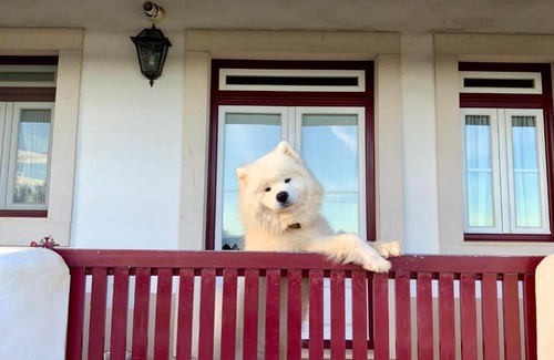 Pedrogao House | Monte das Oliveiras - Country House