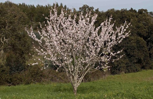 Santiago do Cacem House | Monte Horizonte Casa Camélia Eco & Nature