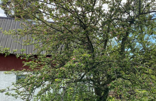 Tofta House | Mysig sommarstuga Gotland