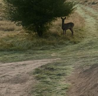 Natac Wielka Apartment | Na Skraju Lasu