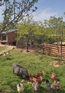 Batalha Bed & Breakfast | Nature et al House - Casa para uso exclusivo e jardim - Little farm