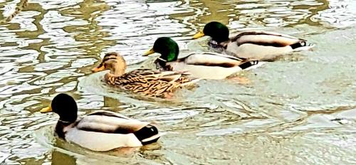 Limekiln Apartment | new Luxury Apt At swansanctuary With Balcony