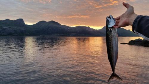 Ballstad Ski Chalet | Ocean View Panorama