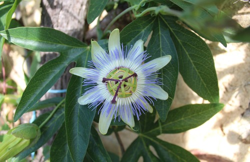Rilhac-Lastours House | old farmhouse surrounded by nature