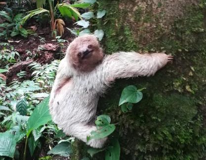 Bijagua Apartment | One Bedroom Villa on 20 Acres of Nature! "Bird Paradise"