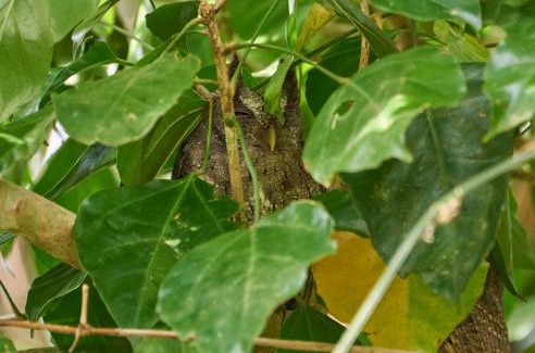 Bijagua Apartment | One Bedroom Villa on 20 Acres of Nature! "Bird Paradise"