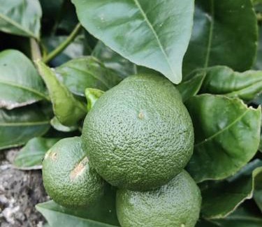 Madalena Villa | Pérola do Pico