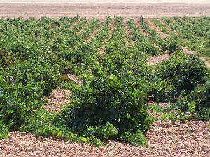 Cubillas de Santa Marta House | Pago de Trascasas