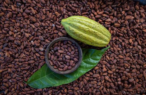 Penjamo Apartment | Pandanus Lodge & Retreats Bungalow Strelizia