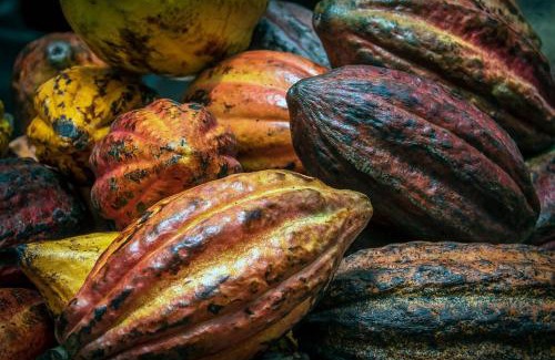 Penjamo Apartment | Pandanus Lodge & Retreats Bungalow Strelizia