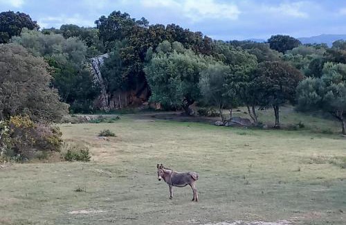 Aratena House | Pasigà- Jacuzi privata vicino Olbia