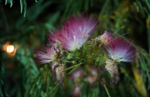 Voineasa Hotel | Passiflora