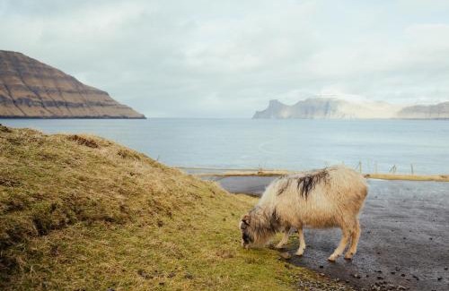 Elduvik House | Peaceful Home with Ocean Views in Elduvík