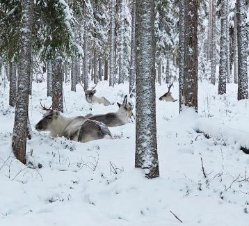 Kemijarvi Apartment | Peacfull cottage in middle of forest