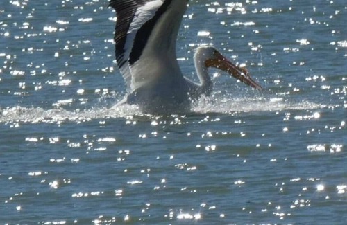 Spring City House | Pelican Pointe At Watts Bar Lake