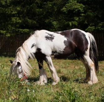 Cheia Bed & Breakfast | Pensiunea Bucuria Cheia & Ferma Animale