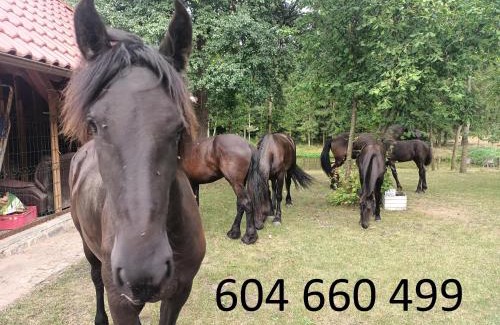 Tuczno House | PENSJONAT W LESIE