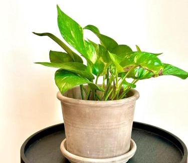 Petralona Apartment | Petralona Park View