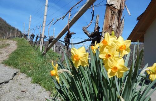 Renon Apartment | Pignathof Castanea